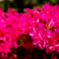 _IMG_3727.JPG