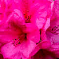 _IMG_3731.JPG