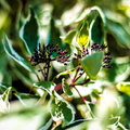 _IMG_5795.JPG